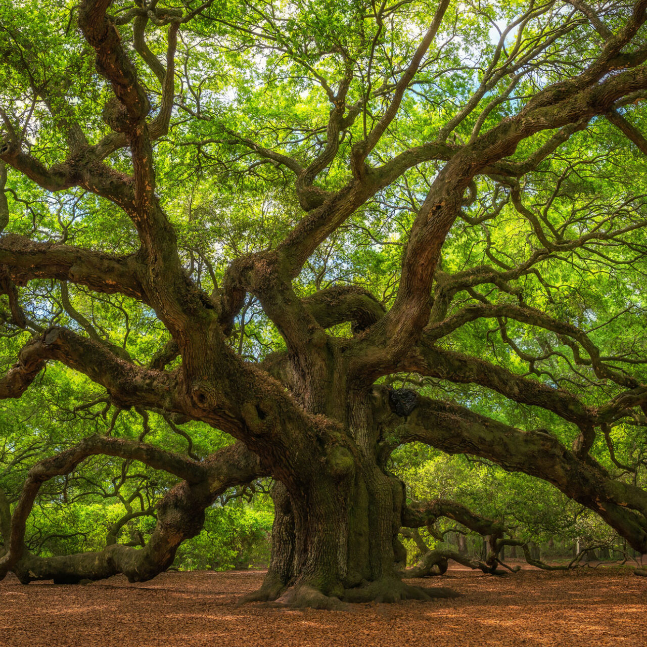 Live-Oak-Photo-section-scaled